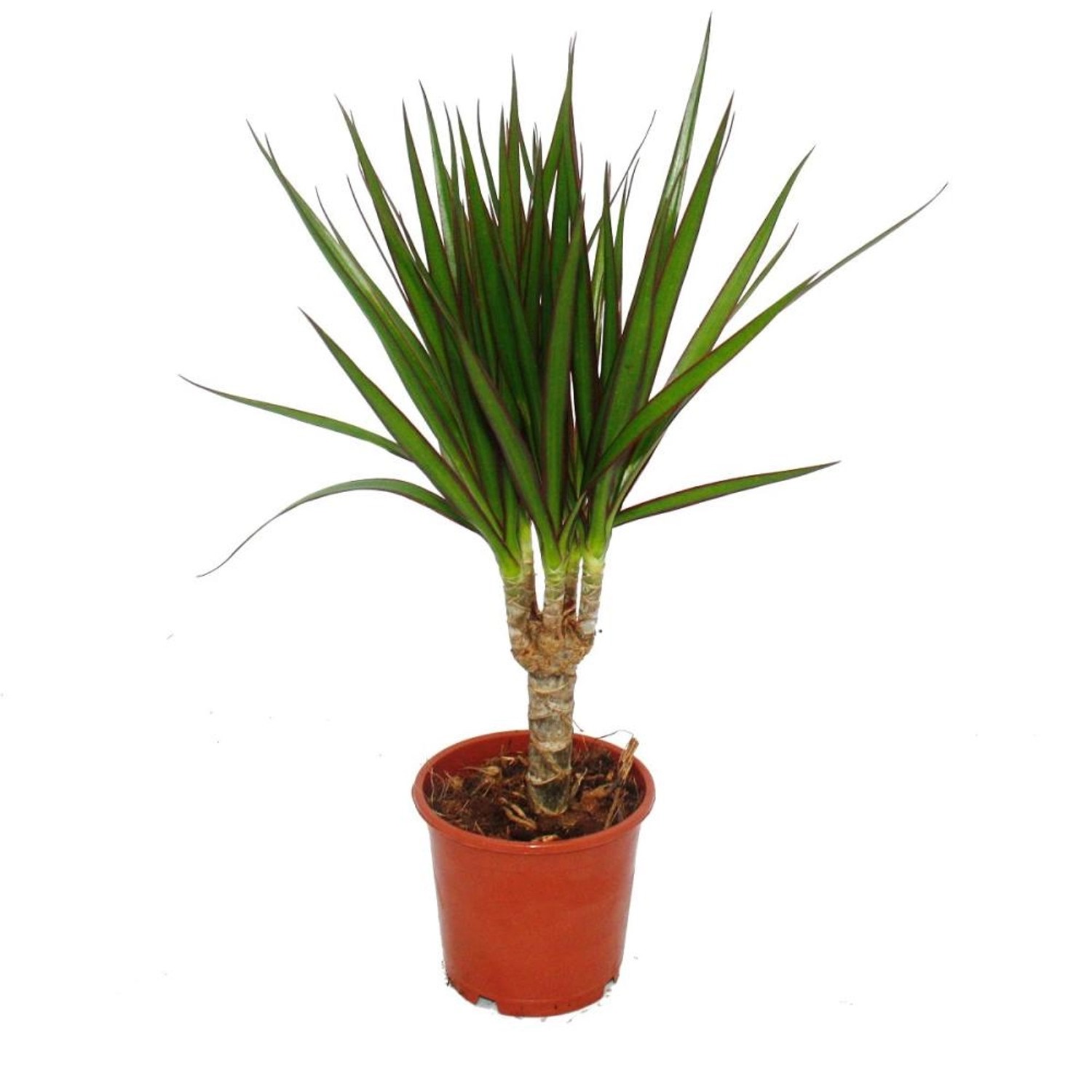 Exotenherz Drachenbaum Dracaena Marginata 3 Pflanze Pflegeleichte Zimmerpfl günstig online kaufen