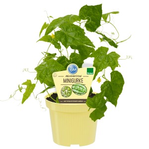 Mexikanische Minigurke im Topf (Ø 12cm) mit grünen Blättern und gelben Blüten.