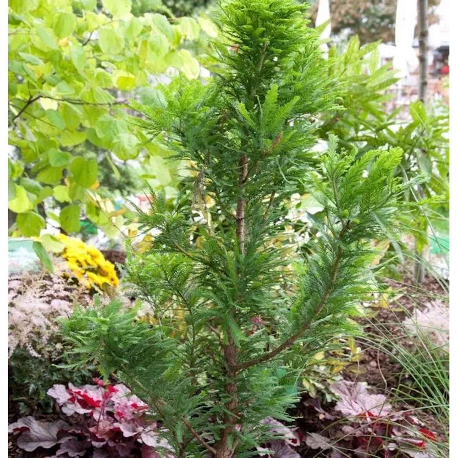 Zwerg Sumpfzypresse 40-60cm - Taxodium distichum