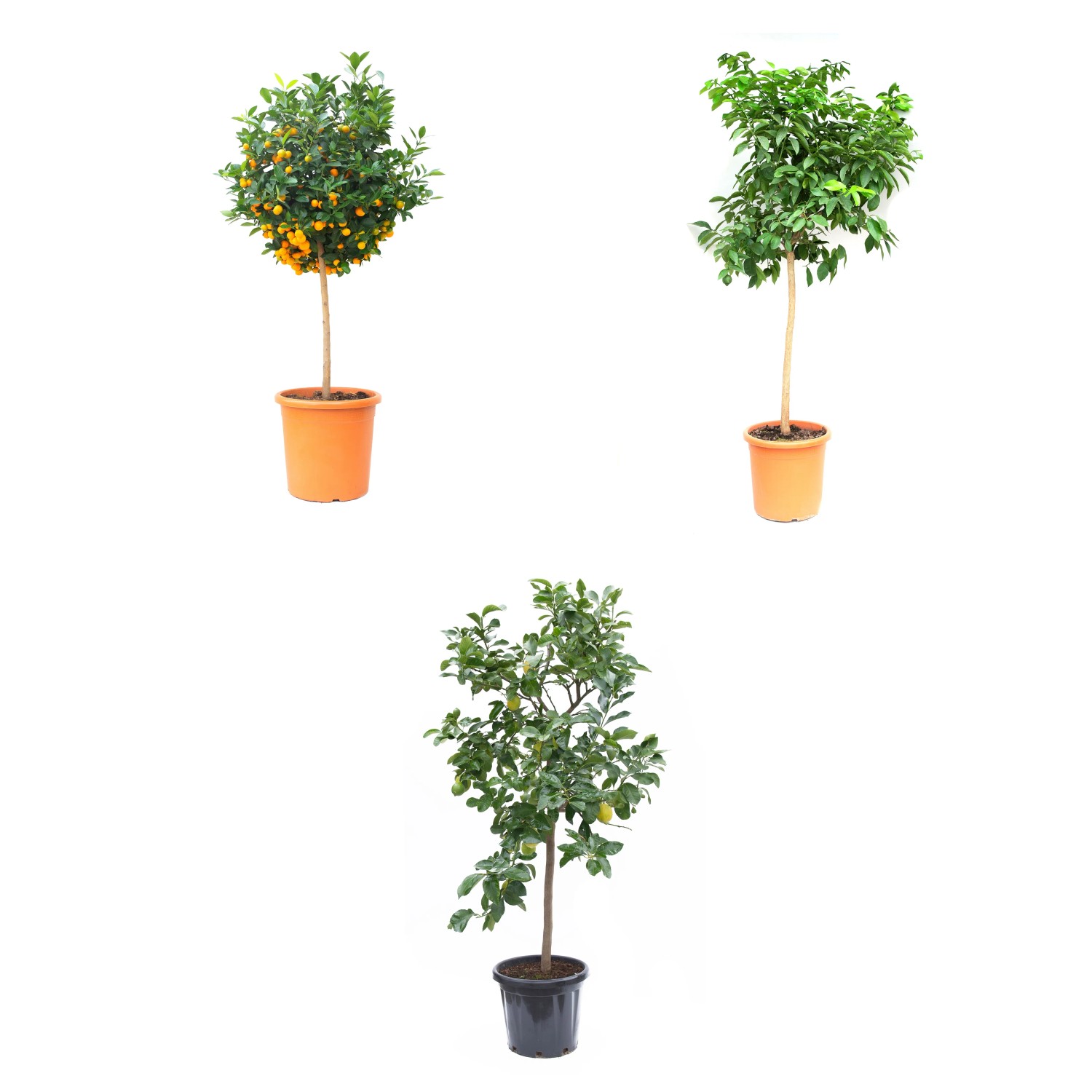GROW by OBI Zitrone Ministamm Höhe ca. 100 cm Topf ca.30 l Citrus