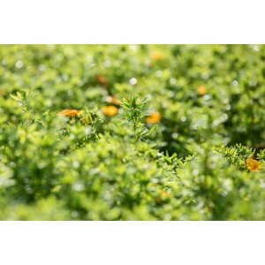 Gelb-orange blühender Fingerstrauch Potentilla fruticosa Bella Sol, 30–40 cm hoch.