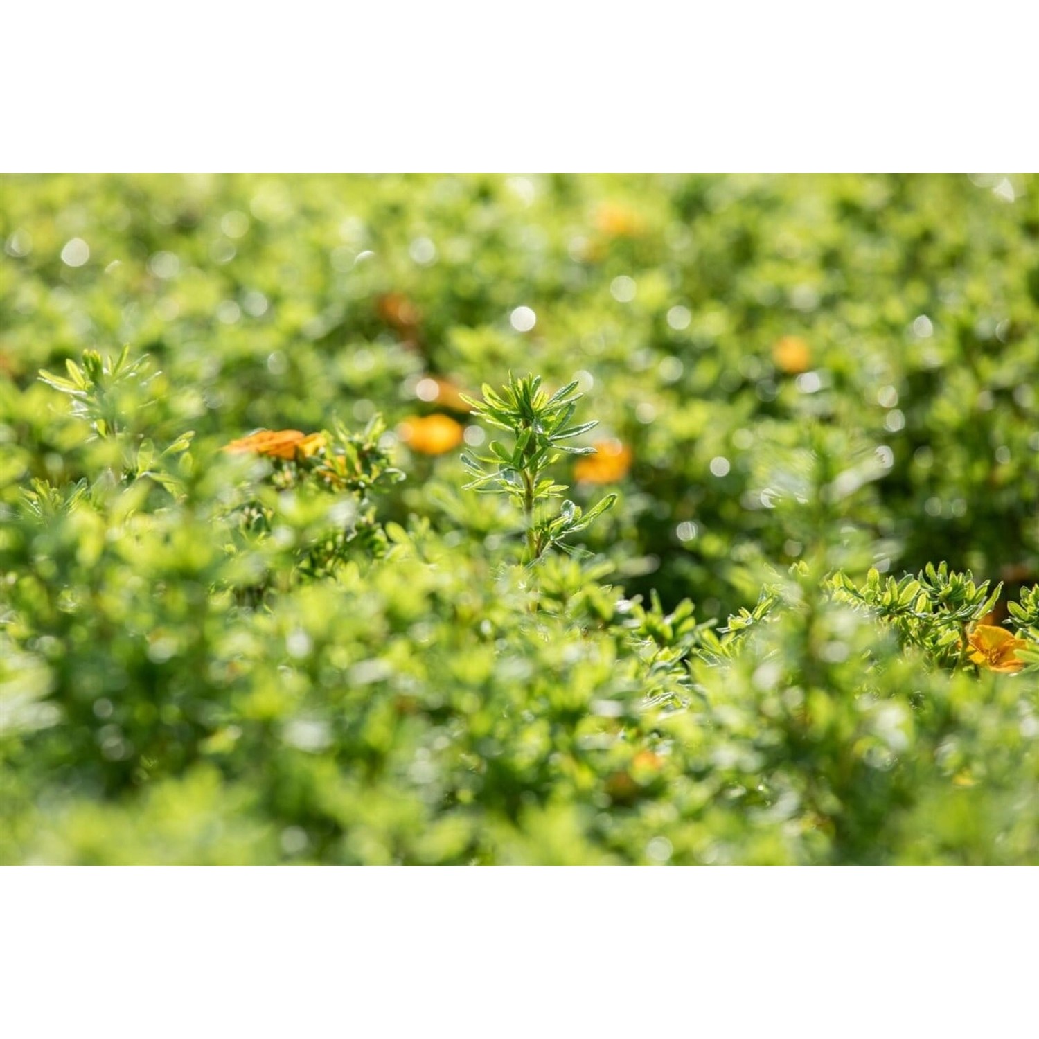 Potentilla Fruticosa Bella Sol Fingerstrauch Gelb-Orange 30–40 cm günstig online kaufen