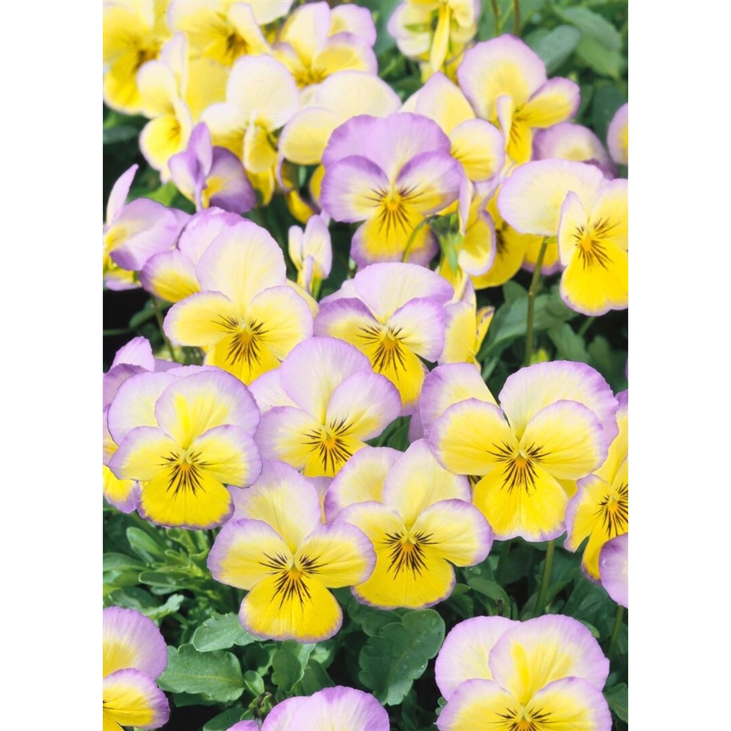 Viola Cornuta Hornveilchen Etain Ca 9x9 cm Topf günstig online kaufen