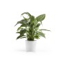 Ecopots Amsterdam Pflanztopf, weiß, Ø 20cm, mit grüner Pflanze. Ideal für Innen- & Außenbereich.