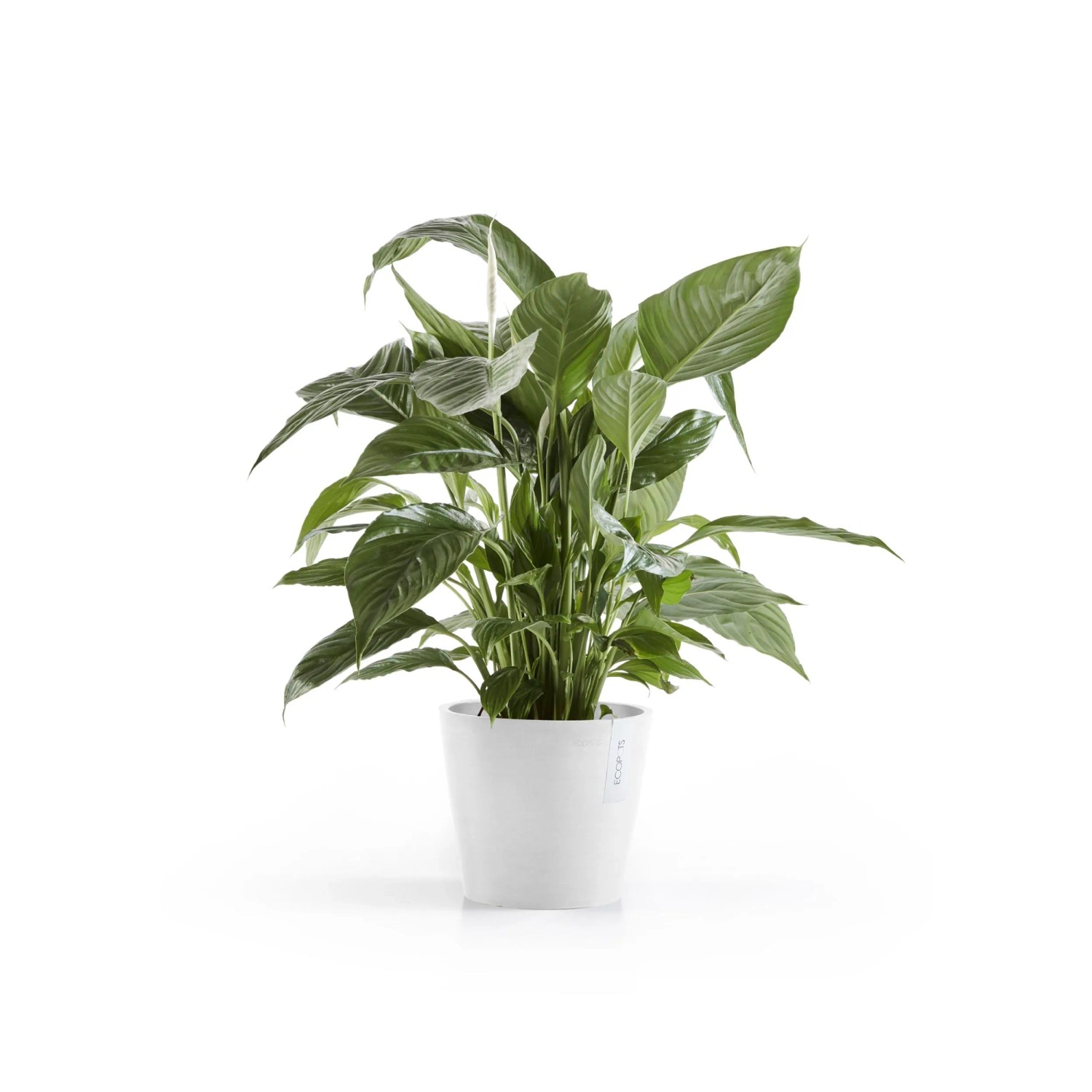 Ecopots Amsterdam Pflanztopf, weiß, Ø 20cm, mit grüner Pflanze. Ideal für Innen- & Außenbereich.