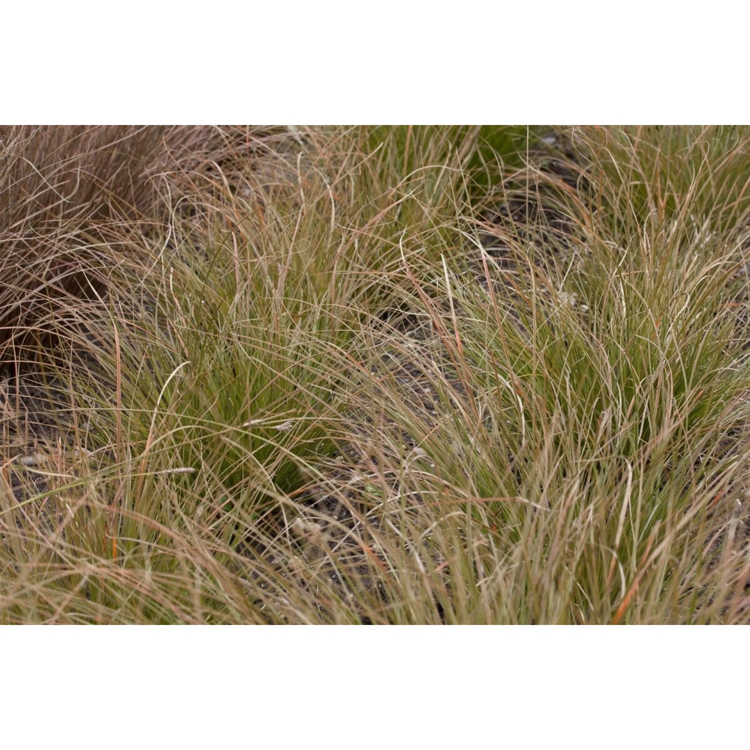 Carex Testacea Neuseeländisches Segge Orange-Braun Ca. 9x9 cm Topf günstig online kaufen