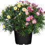 Strauchmargerite Trio im Topf mit rosa, gelben und weißen Blüten, ca. 35 cm hoch.