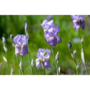 Nahaufnahme der violetten Blüten der Dalmatinischen Schwertlilie im Garten.