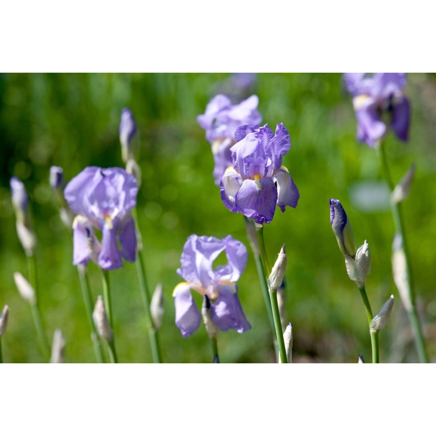 Iris Pallida Ssp.dalmatica Dalmatinische Schwertlilie Ca. 11x11 cm Topf günstig online kaufen