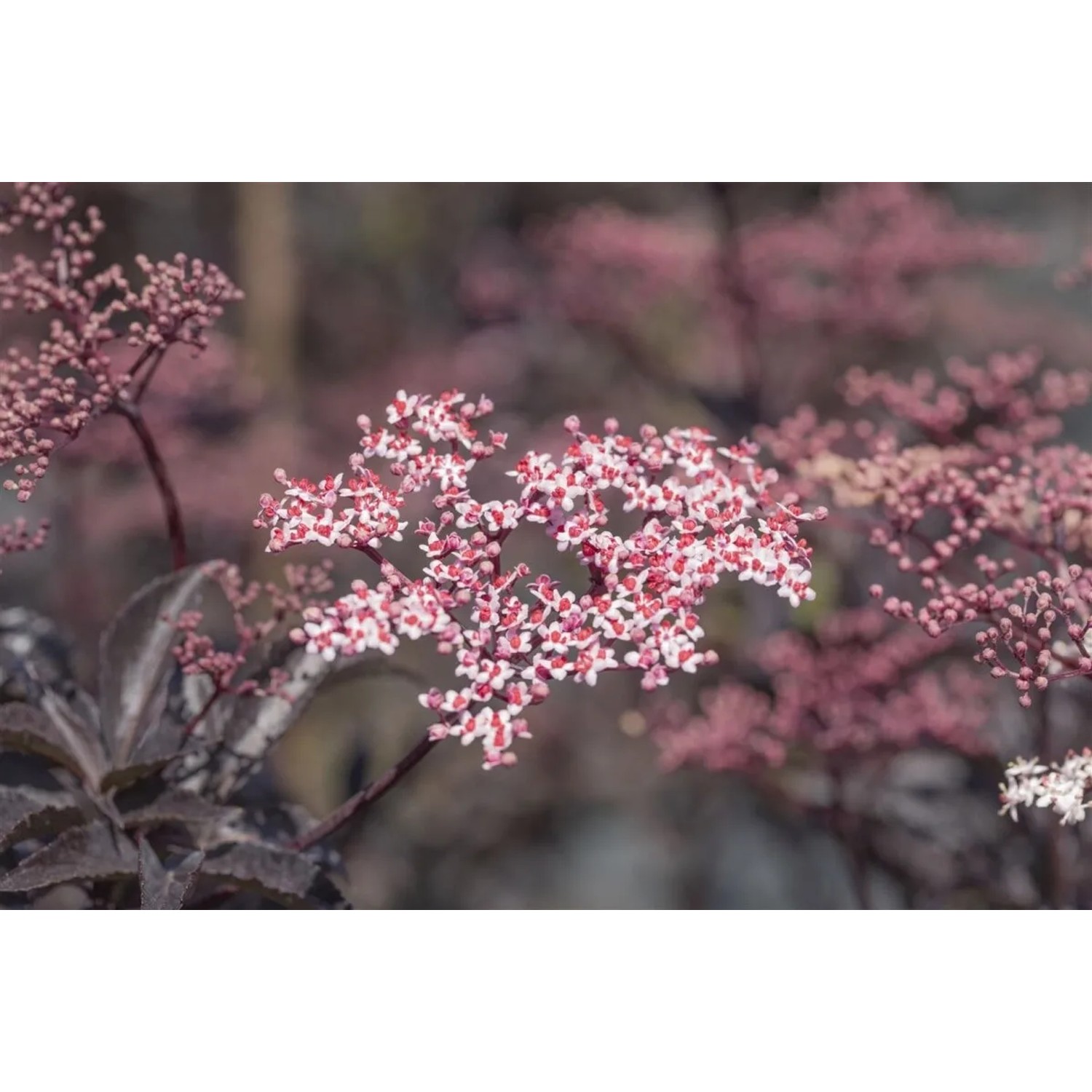 Nahaufnahme des blühenden Schwarzen Holunders 'Black Beauty' mit dunkelvioletten Blättern und rosa Blüten.