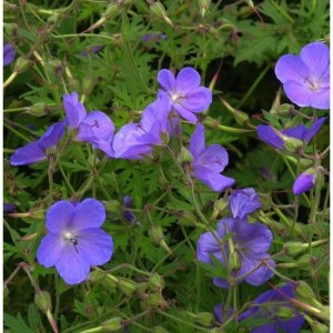 Blühender Pracht Storchschnabel 'Blue Blood', eine Staude mit blauen Blüten.