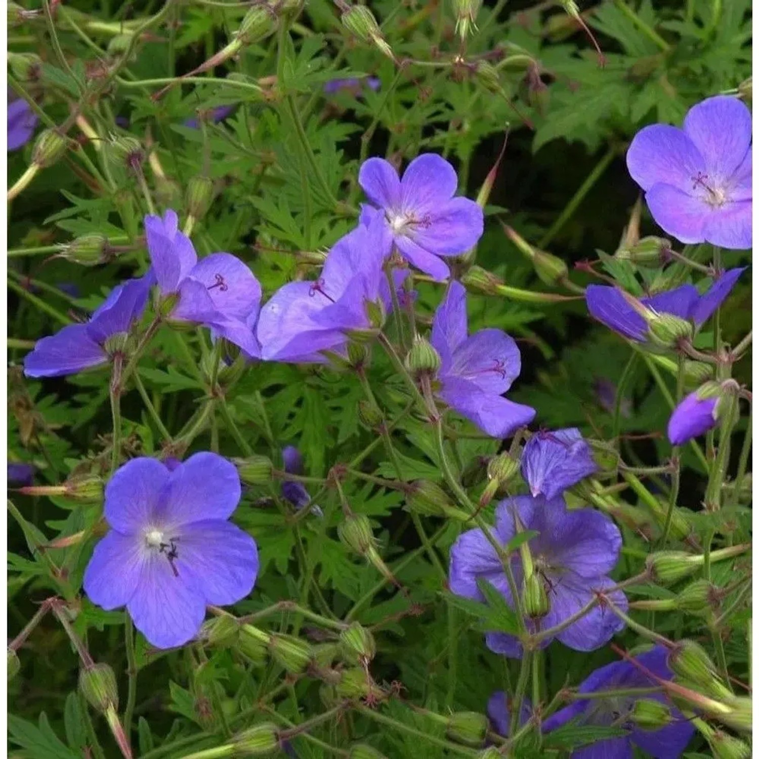 Pracht Storchschnabel Blue Blood - Geranium magnificum