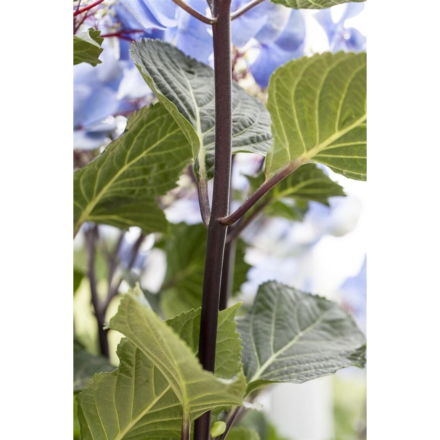 Hydrangea Macrophylla Bauernhortensie Zorro R 30-40 cm günstig online kaufen