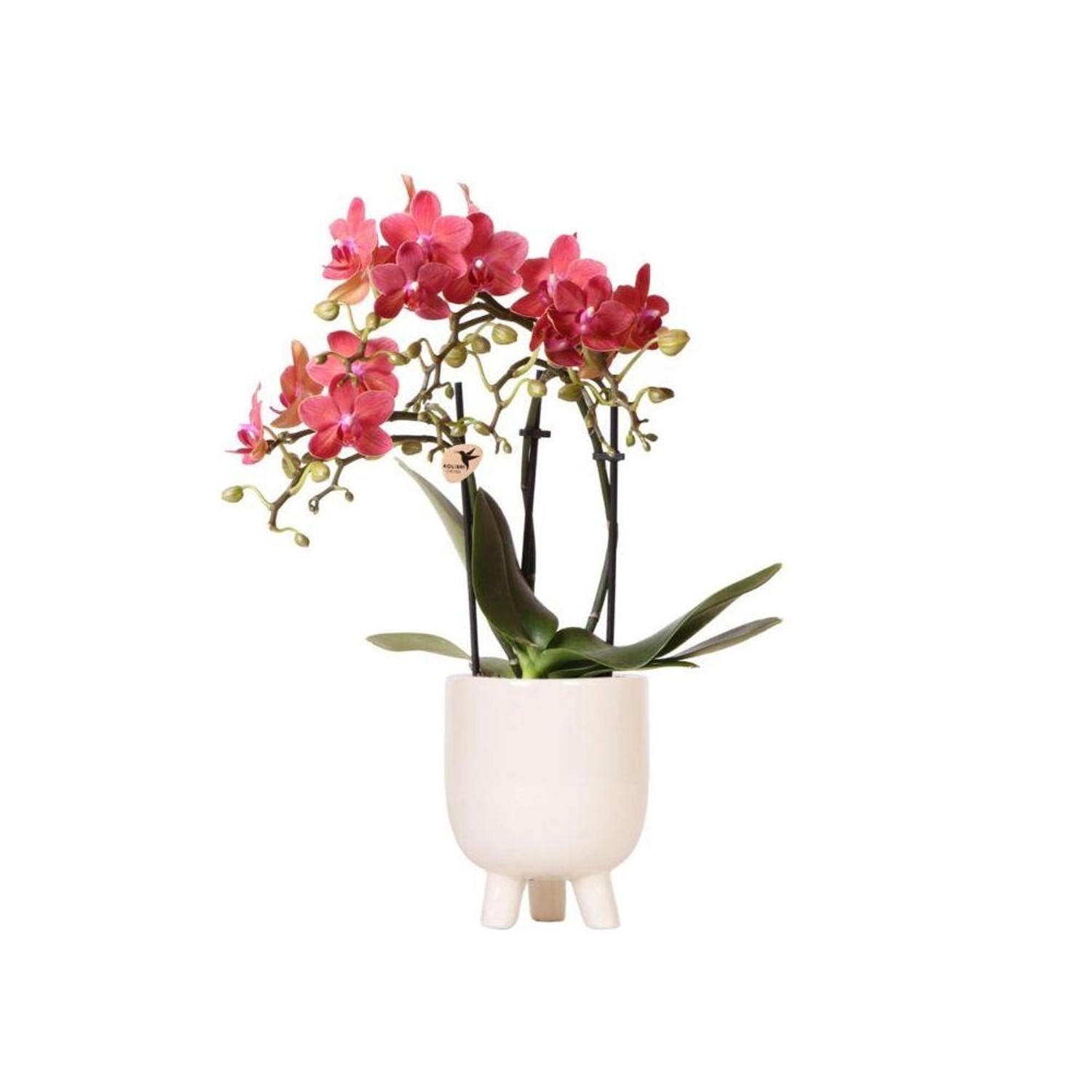 Kolibri Orchids Rote Phalaenopsis Orchidee Congo & Gummitopf Travertin Topfgröße 9cm 40cm Hoch