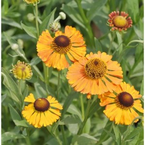 Leuchtend orange-gelbe Sonnenbraut 'Zimbelstern' Blüten mit brauner Mitte und grünen Blättern. Eine schöne Staude.