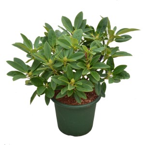 Alpenrose Sun Fire im Topf, ca. 30-40 cm hoch. Rhododendron mit grünen Blättern.