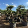 Mehrere Olivenbäume (Olea Europaea) Pompon in Töpfen. Hausbäume mit runder Krone.