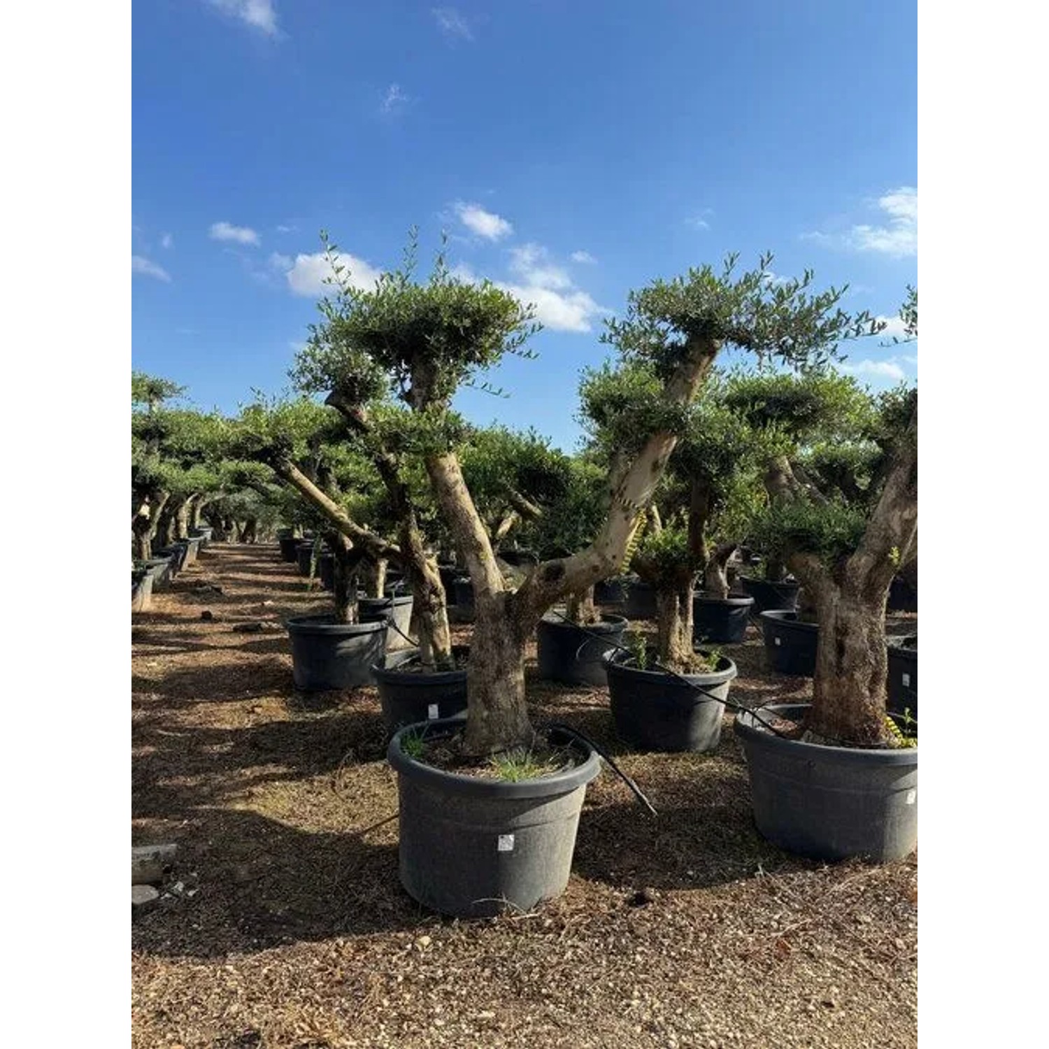 Mehrere Olivenbäume (Olea Europaea) Pompon in Töpfen. Hausbäume mit runder Krone.