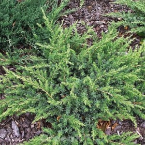 Kriechwacholder Slager (Juniperus conferta Slager), immergrüner Bodendecker für den Garten.