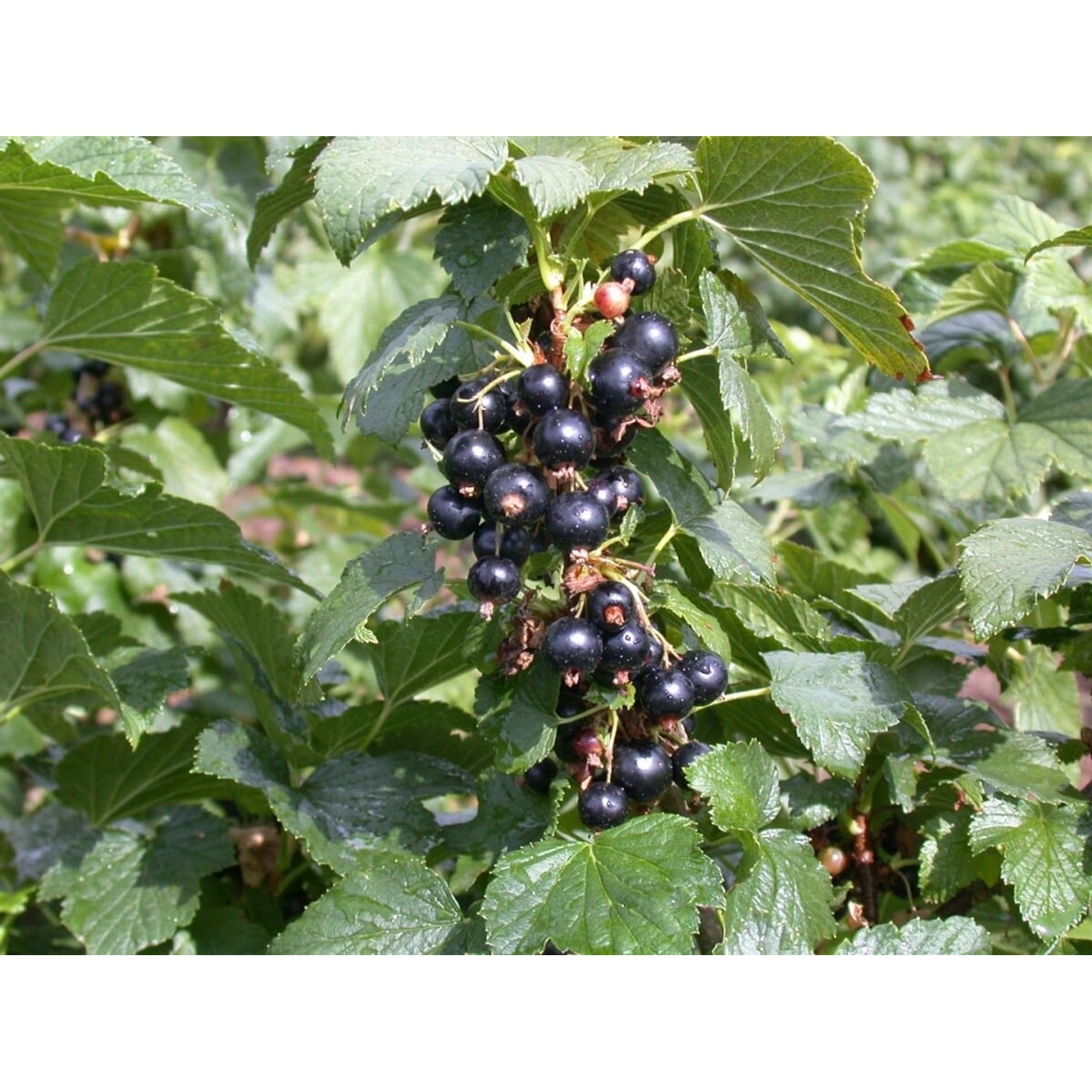 Ribes Nigrum Silvergieters Schwarze Johannisbeere 40–60 Cm günstig online kaufen