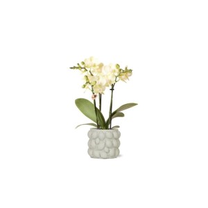 Exotenherz Übertopf Freche Früchte Limette mit Orchidee, passend für 6cm Töpfe.