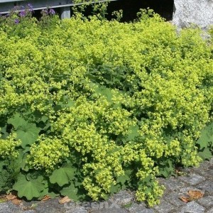 Frauenmantel 'Irish Silk' im Topf: grüne Blätter und gelbliche Blüten der Staude.