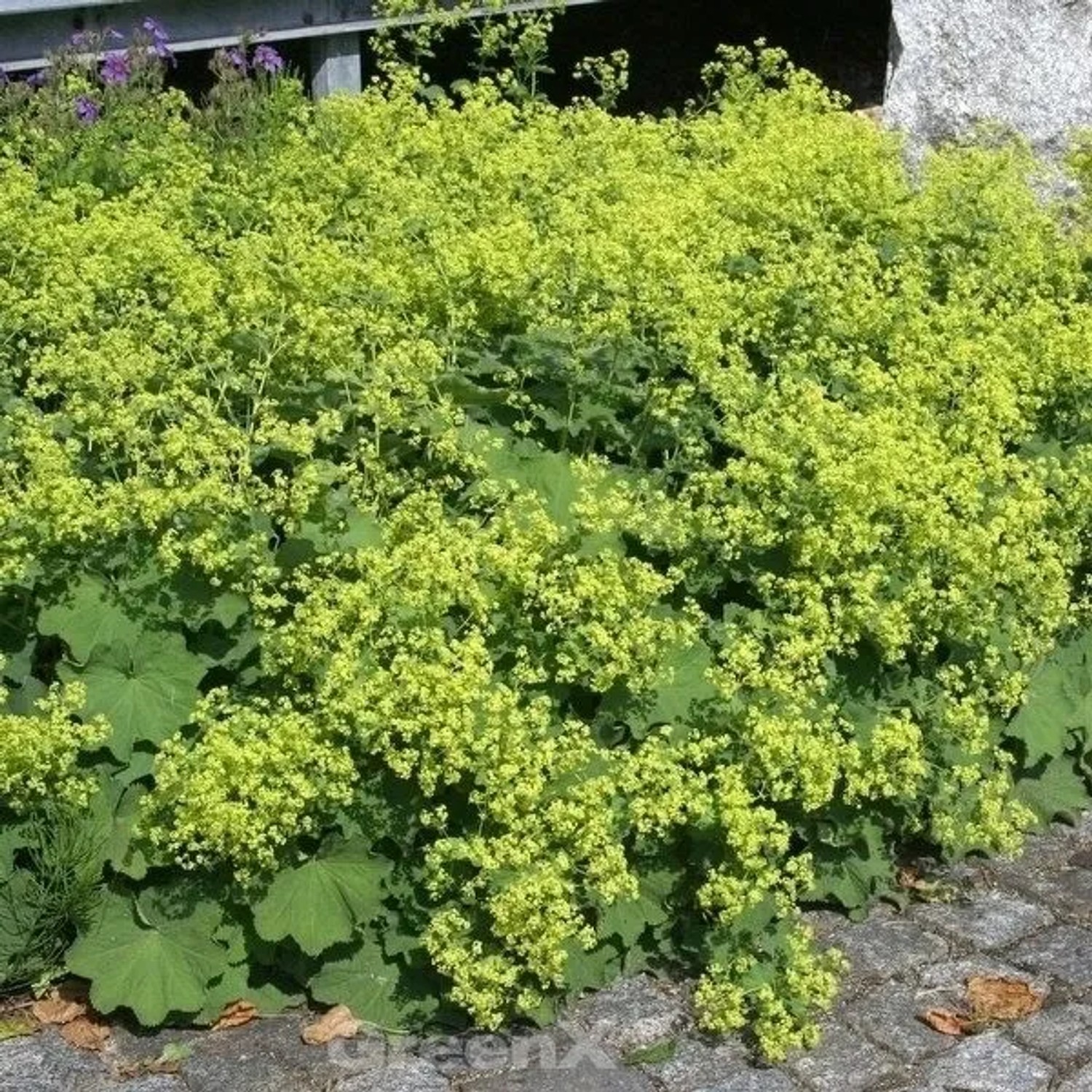 Frauenmantel Irish Silk - großer Topf - Alchemilla mollis