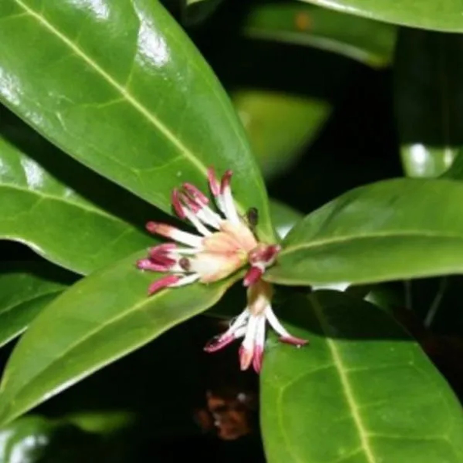 Himalaya-Schleimbeere 'Humilis' Sarcococca hookeriana 20 bis 25 cm im Container Immergrün