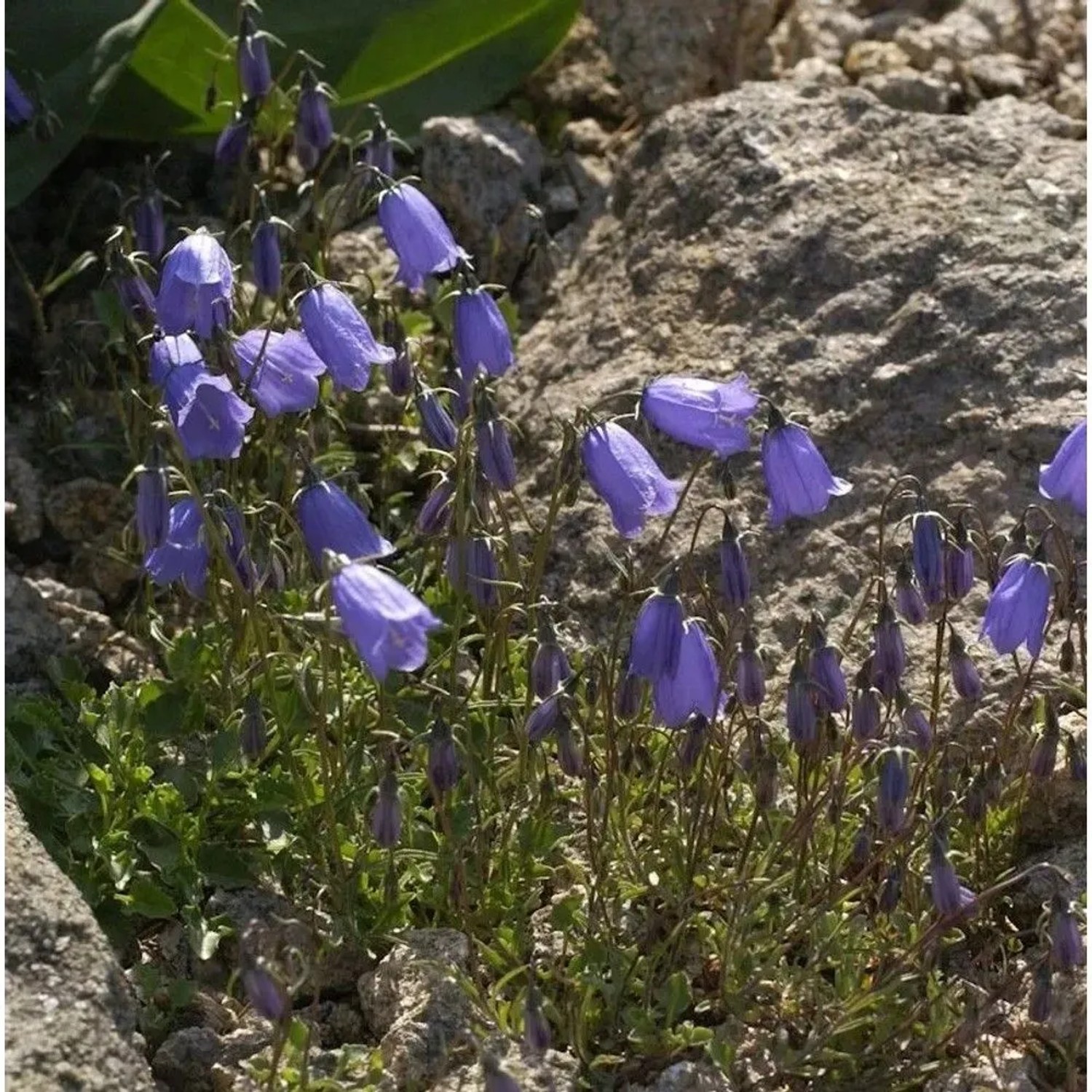 Zwergglockenblume - Campanula cochleariifolia