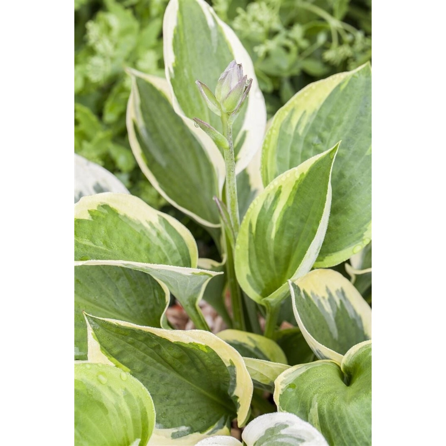 Hosta X Fortunei Whirlwind Funkie Ca. 11x11 cm Topf günstig online kaufen