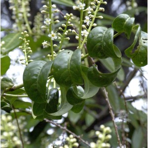 Kirschlorbeer Cameliifolia (Prunus laurocerasus) mit verdrehten Blättern und weißen Blüten.
