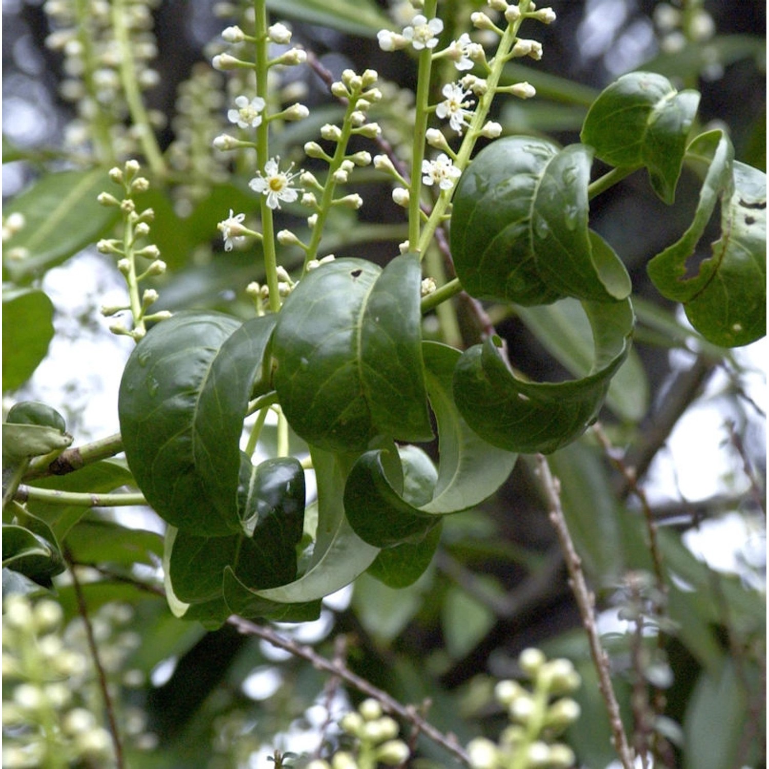 Kirschlorbeer Cameliifolia 40-60cm - Prunus laurocerasus günstig online kaufen