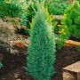 Säulenwacholder 'Suecica', 100-125 cm, als Heckenpflanze im Garten.