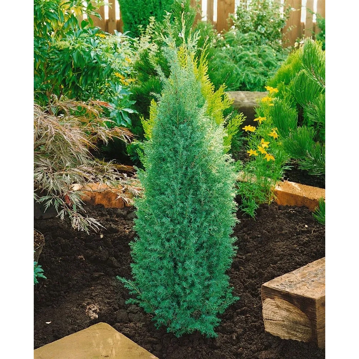 Säulenwacholder 'Suecica', 100-125 cm, als Heckenpflanze im Garten.