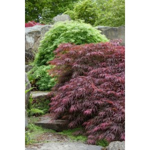 Japanischer Ahorn 'Firecracker' mit leuchtend roten Blättern im Garten.