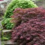 Japanischer Ahorn 'Firecracker' mit leuchtend roten Blättern im Garten.