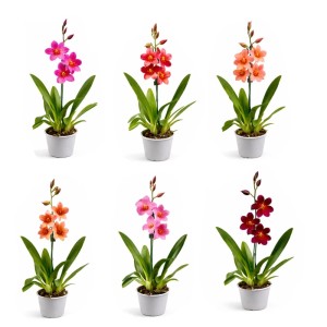 Verschiedenfarbige Cambria-Orchideen im Topf, GROW by OBI, ca. 12 cm Topf-Ø.