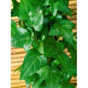 Herzförmiger Efeu 'Mein Herz' im 9x9 cm Topf. Grüne Kletterpflanze mit dekorativen Blättern.