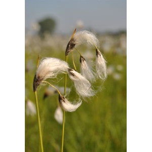 Nahaufnahme des Scheidenwollgras (Eriophorum Vaginatum) mit weißen, wolligen Blütenständen.