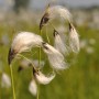 Nahaufnahme des Scheidenwollgras (Eriophorum Vaginatum) mit weißen, wolligen Blütenständen.