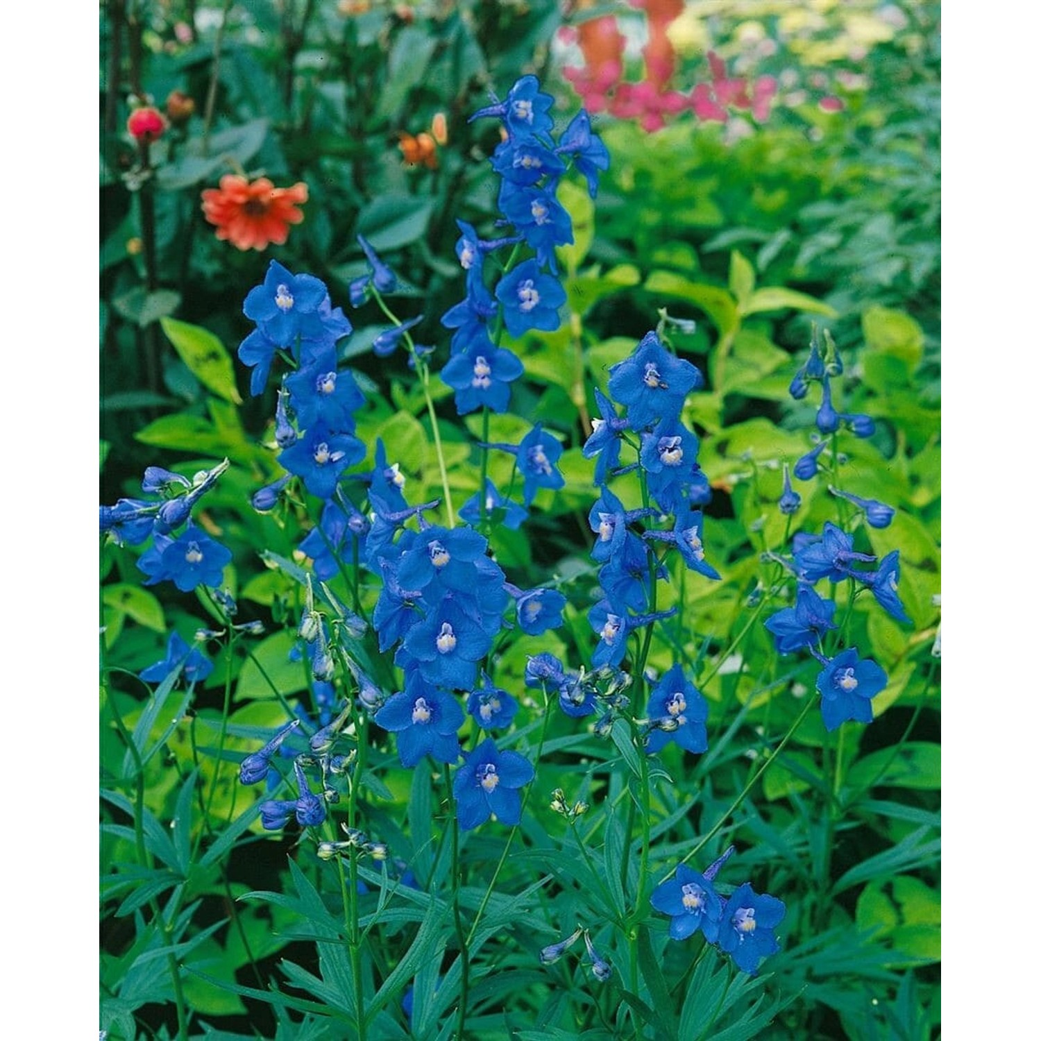 Delphinium X Bellad. Balaton Rittersporn Ca. 11x11 cm Topf günstig online kaufen