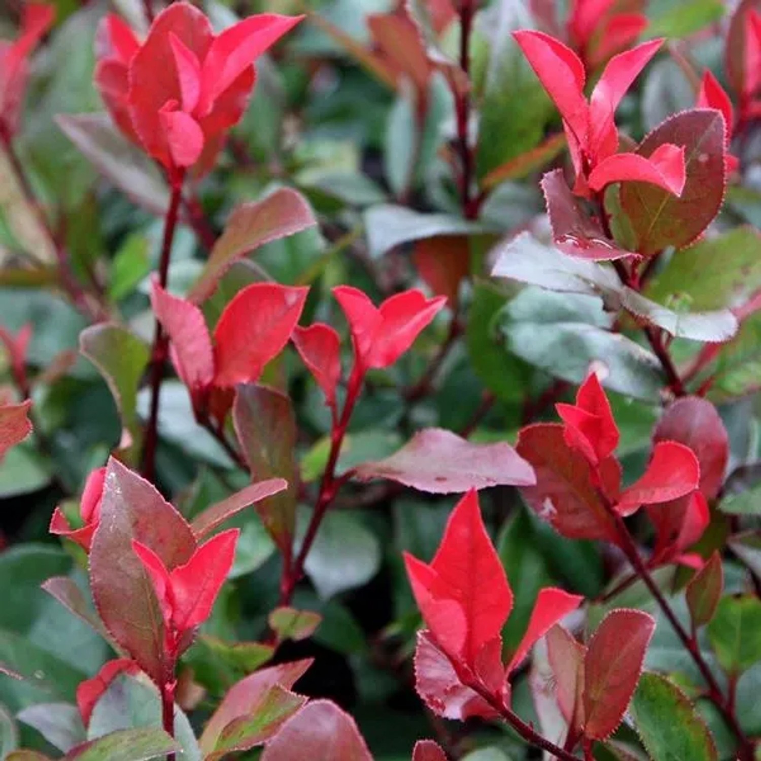 Glanzmispel 'Little Red Robin' Photinia fraseri 40 bis 50 cm im Container Glänzendes Laub