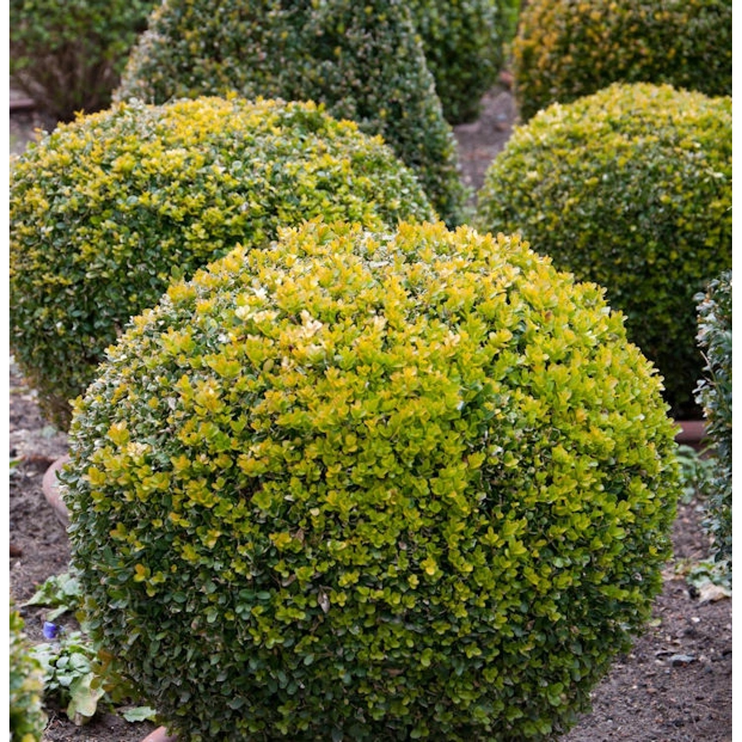 Buchsbaum Kugel 35-40cm - Buxus Kugel günstig online kaufen