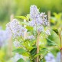 Blühende Ceanothus Delilianus 'Gloire D.Versailles' (Säckelblume) mit blauen Blütenständen.