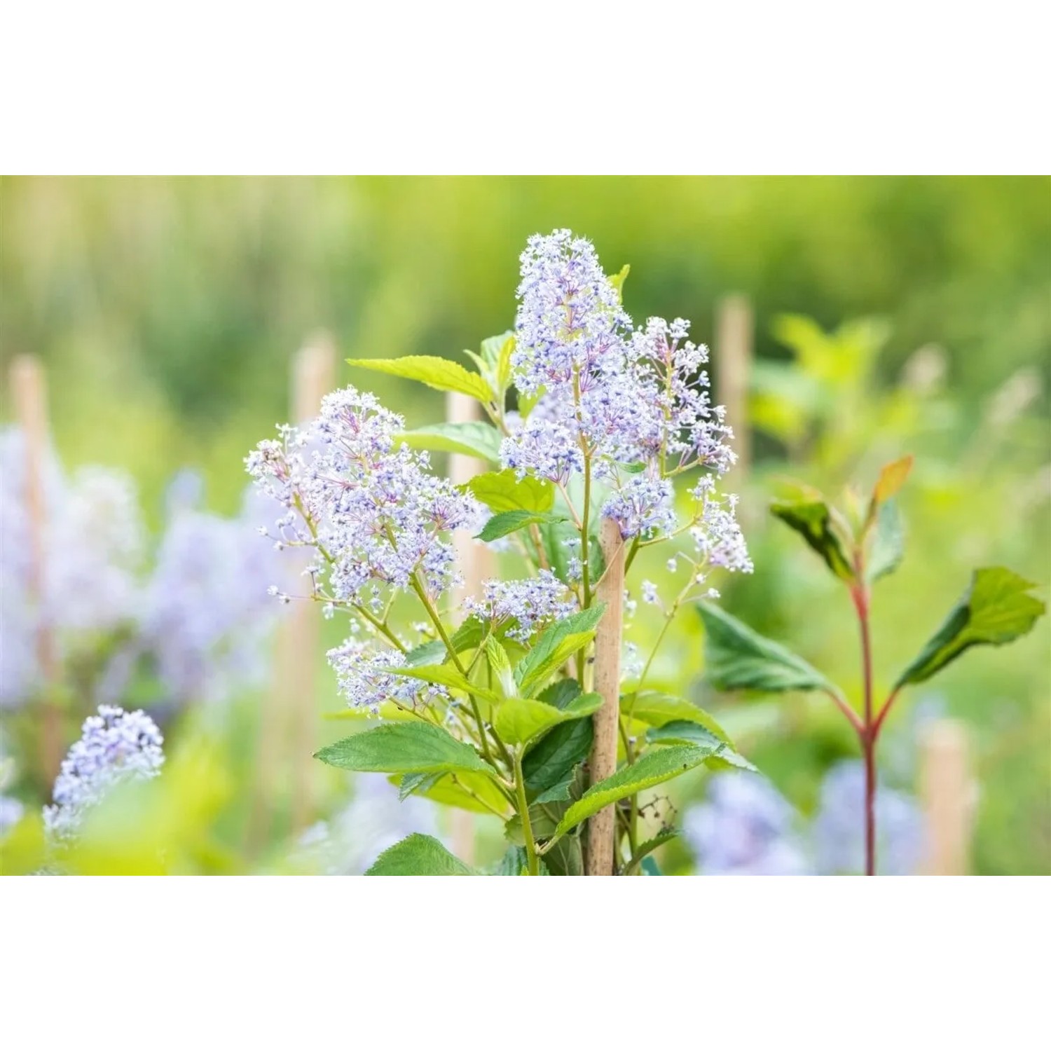 Blühende Ceanothus Delilianus 'Gloire D.Versailles' (Säckelblume) mit blauen Blütenständen.
