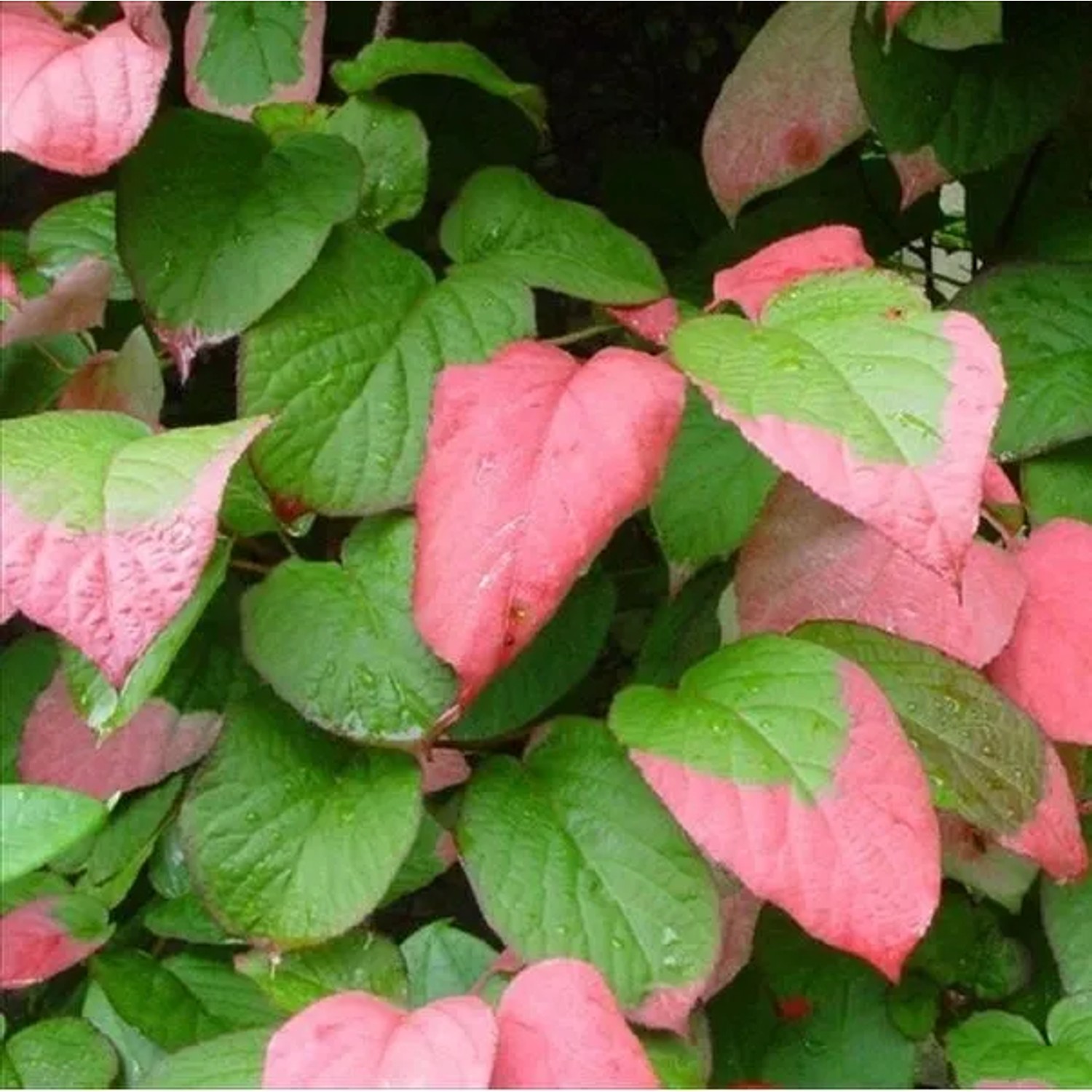 Flamingo-Strahlengriffel Actinidia kolomikta 50 bis 60 cm im Container Dekoratives Laub