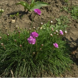 Foto einer blühenden Strandnelke (Armeria maritima) mit pinkfarbenen Blüten im Garten.