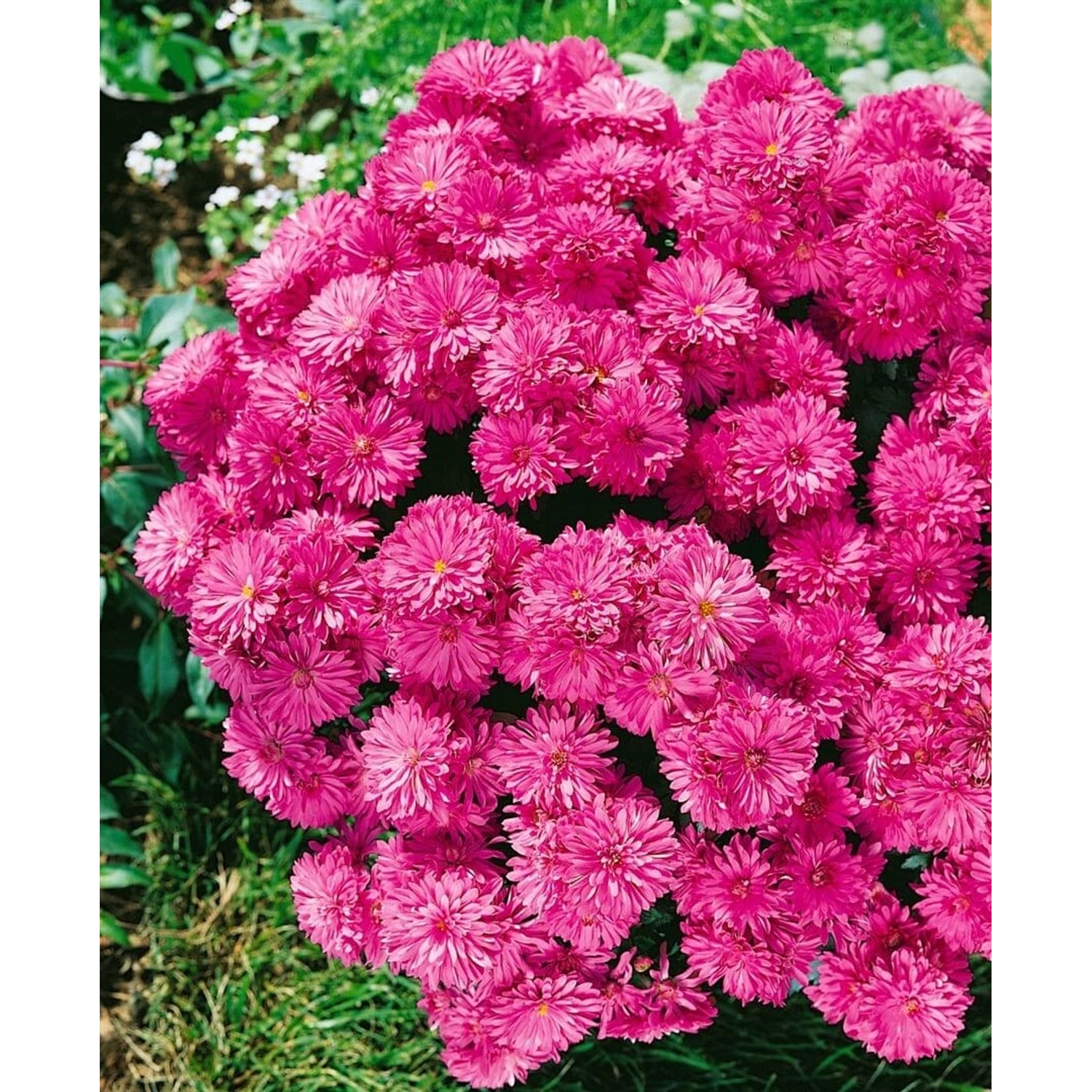 Chrysanthemum X Hort.'manito' Gartenchrysantheme Ca. 9x9 cm Topf günstig online kaufen