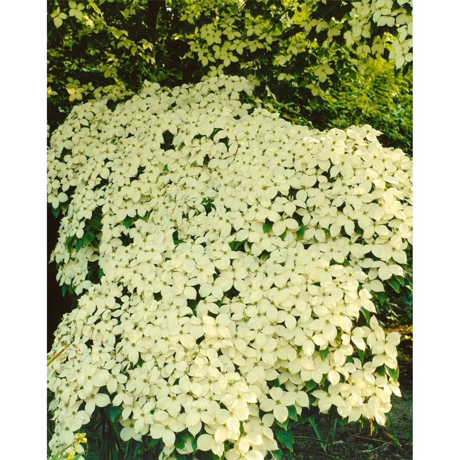 Cornus Kousa Chinensis Barmstedt Chinesischer Blumen-Hartriegel 125–150 cm günstig online kaufen
