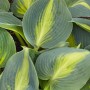 Nahaufnahme der Hosta Catherine Staude mit blaugrünen Blättern und gelben Akzenten.